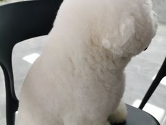 -柚子宠物(伊珊娜调理店)