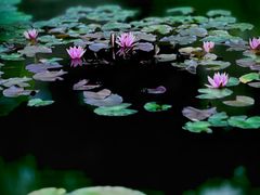 -国家植物园南园