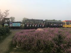 -径山花海