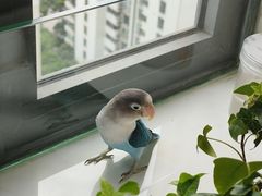 -新湖明珠城