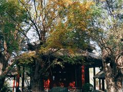 -中国唐苑