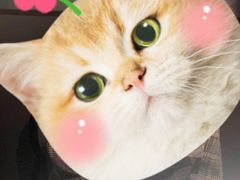 -宽口美蛙鱼头(大唐西市店)