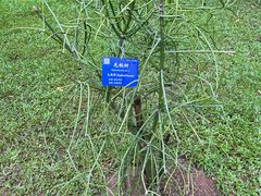 -中国科学院西双版纳热带植物园