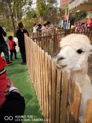 -萌宠亲子动物乐园(槐房万达店)