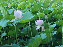 -荔湾湖公园