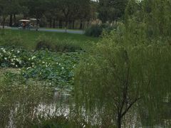 -贡湖湾湿地公园