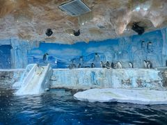 -海合安青岛极地海洋公园