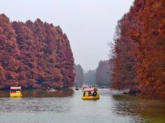 -上海海湾国家森林公园