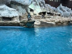 -帝企鹅自助餐厅•儿童岛•真企鹅(长隆企鹅酒店)