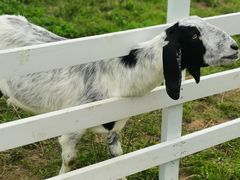 -紫颐香薰山谷景区