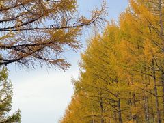-莫尔道嘎国家森林公园