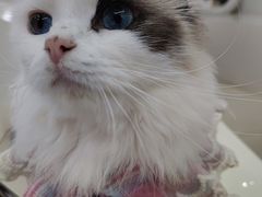 -怪兽屋·羊驼·猫咖·狗咖(俊华广场店)