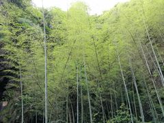 -祁门牯牛降观音堂风景区