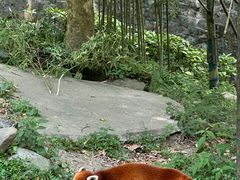-都江堰中华大熊猫苑