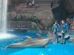 -芜湖新华联大白鲸海洋公园