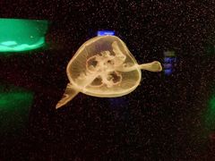 -福州罗源湾海洋世界旅游区