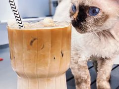 -琪喵猫屋·撸猫猫咖·猫舍