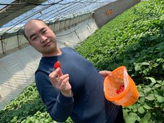 -大自然农场蔬菜草莓采摘园