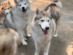 -TrueLove @ Neverland (Husky Cafe)