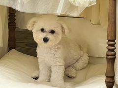 -翊宠yipet猫狗购宠庄园犬舍•猫舍