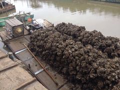 -浪琴湾尾角仔海鲜坊