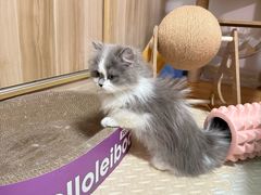 -纳吉亚猫专科动物医院·北北分院