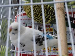 -青石桥花鸟鱼虫市场(叠翠城店)