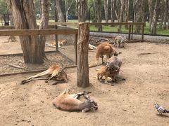 -可伦宾野生动物保护区
