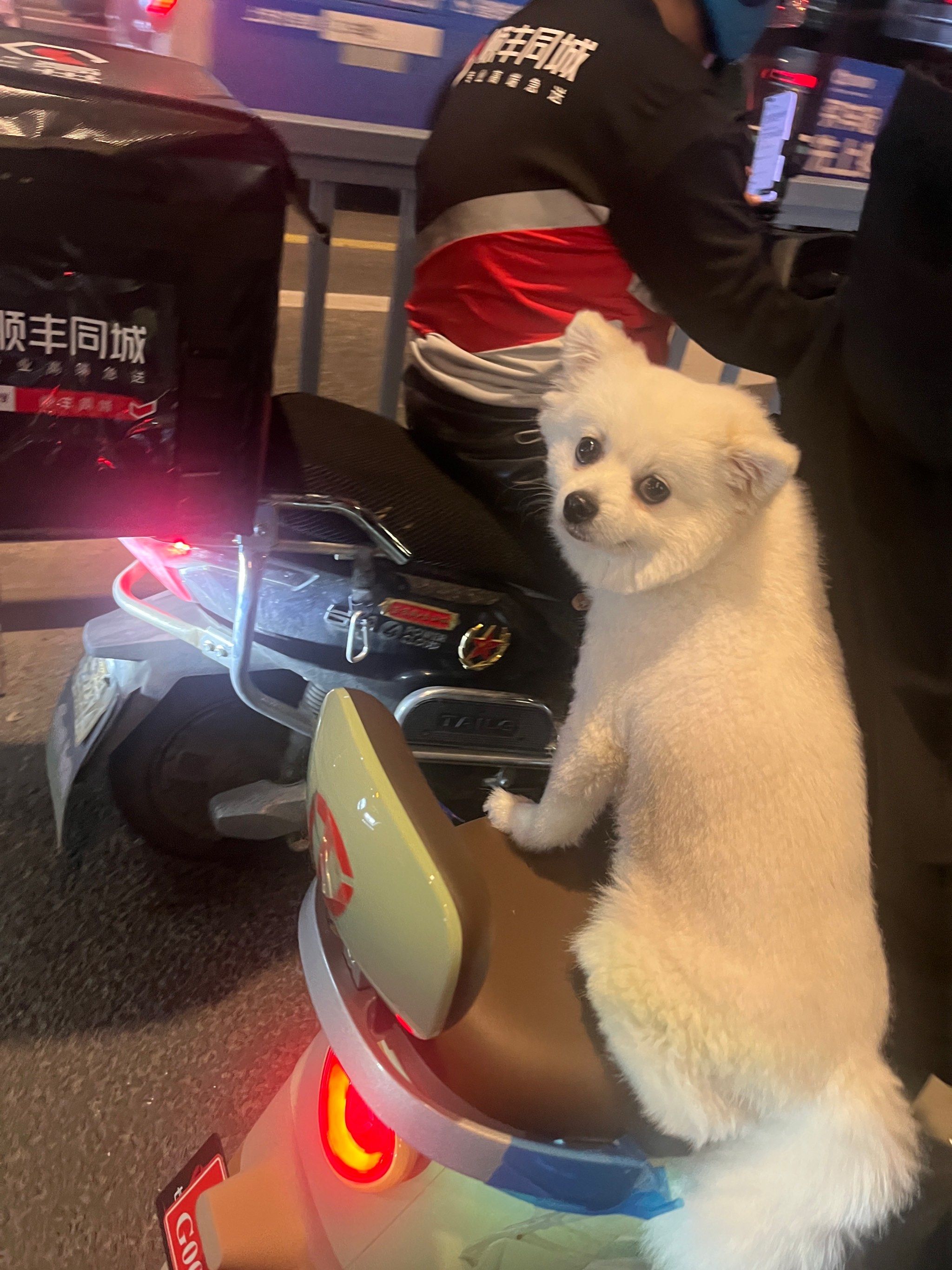 回家路上偶遇一只会坐电瓶车的狗狗
坐的稳稳的 非常乖巧
淡定的