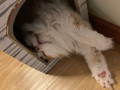 -猫和宫(六道口店)