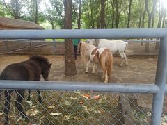 -长白岛森林公园