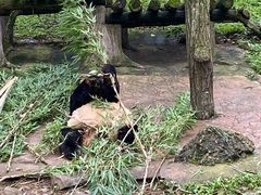 -都江堰中华大熊猫苑