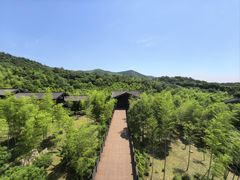 -大唐贡茶院