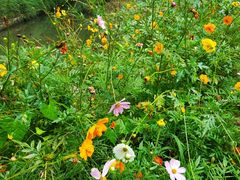 -合肥滨湖国家森林公园