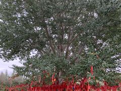 -金塔沙漠胡杨林景区