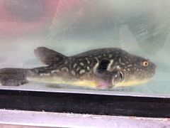 -长顺河豚馆(江洲东路)