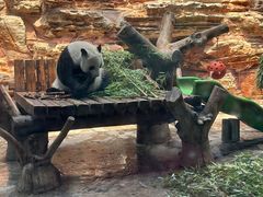 -石家庄市动物园