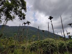 -海南热带雨林国家公园吊罗山景区