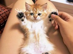 -翊宠yipet猫狗购宠庄园犬舍•猫舍