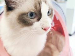 -艾吉宠物医院·疑难杂症转诊中心·猫友好(碧江路院)