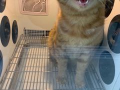 -叮叮猫咪生活馆