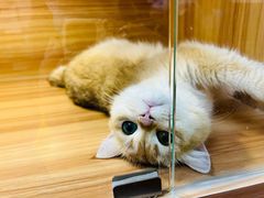 -猫十亿·布偶金渐层·曼基康矮脚猫舍(青年路店)