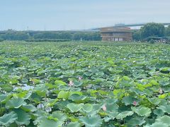-荷塘月色湿地公园·向阳花洲