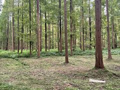 -黄海国家森林公园