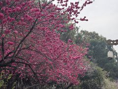 -宜兴龙背山森林公园