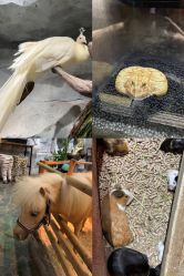 -Zoolung Zoolung动物主题公园(海信广场店)