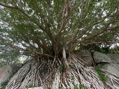 -放鸡岛生态旅游国际度假区