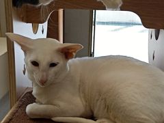 -飞行喵MR PILOT|猫舍·猫咖(静安大融城店)