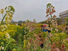 -三圣花乡旅游区