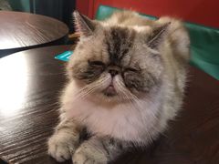 -猫色咖啡·猫咖